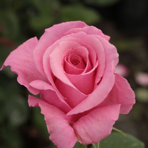 Roz - Trandafir copac cu trunchi înalt - cu flori teahibrid - coroană dreaptă
